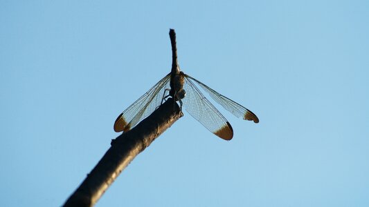 Insects nature wing