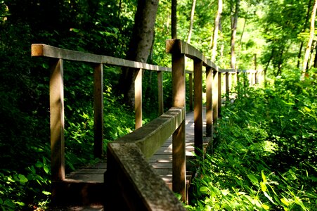 Mood wild promenade