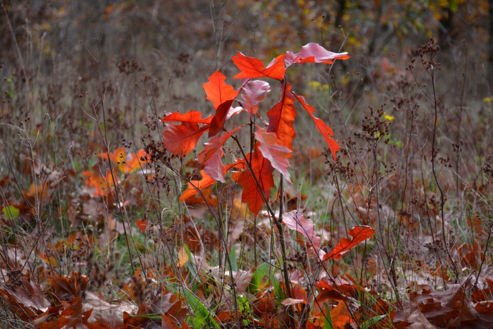 Veenendaal rhenen leaves