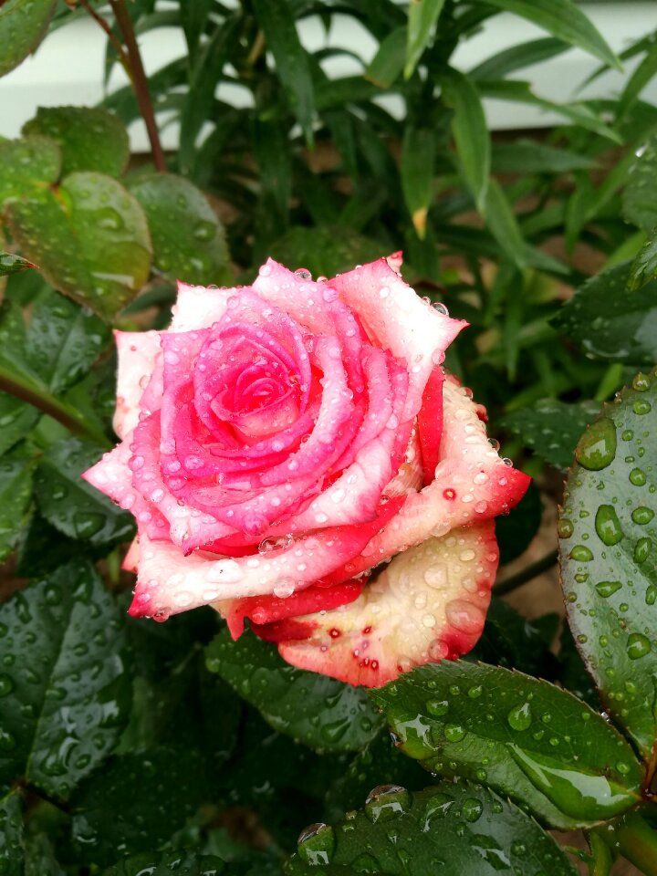 Bloom colorful petals