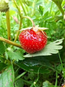 Red vitamins food