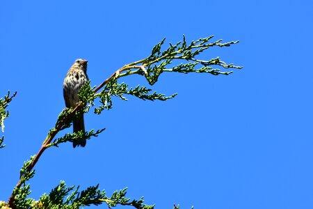 Perched wild feathers