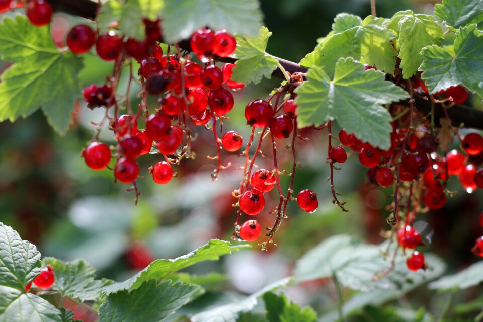 Plant shrub colorful