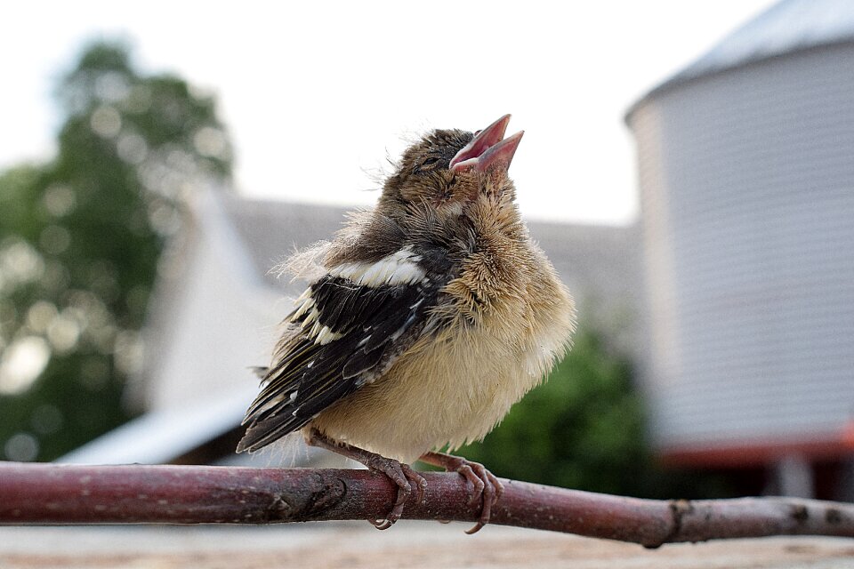 The sparrow beak sitting