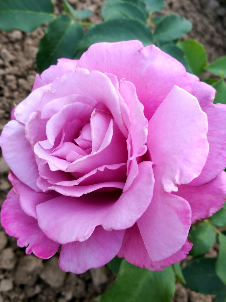 Bloom colorful petals