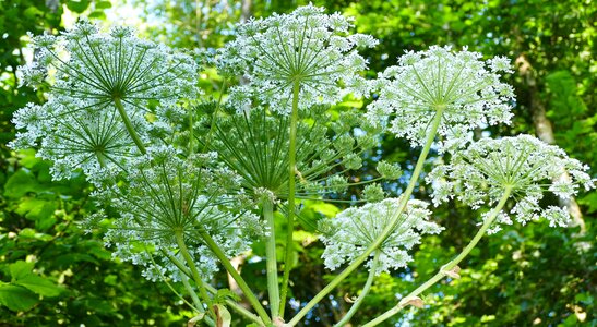 Giant hogweed sun light