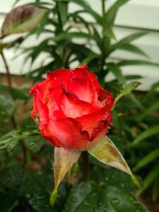 Bloom colorful petals