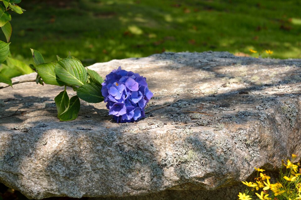 Flower stone nature