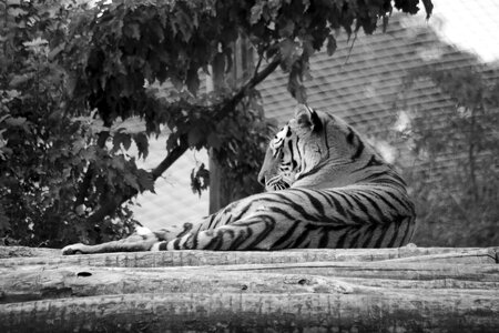 Wildcat majestic stripes