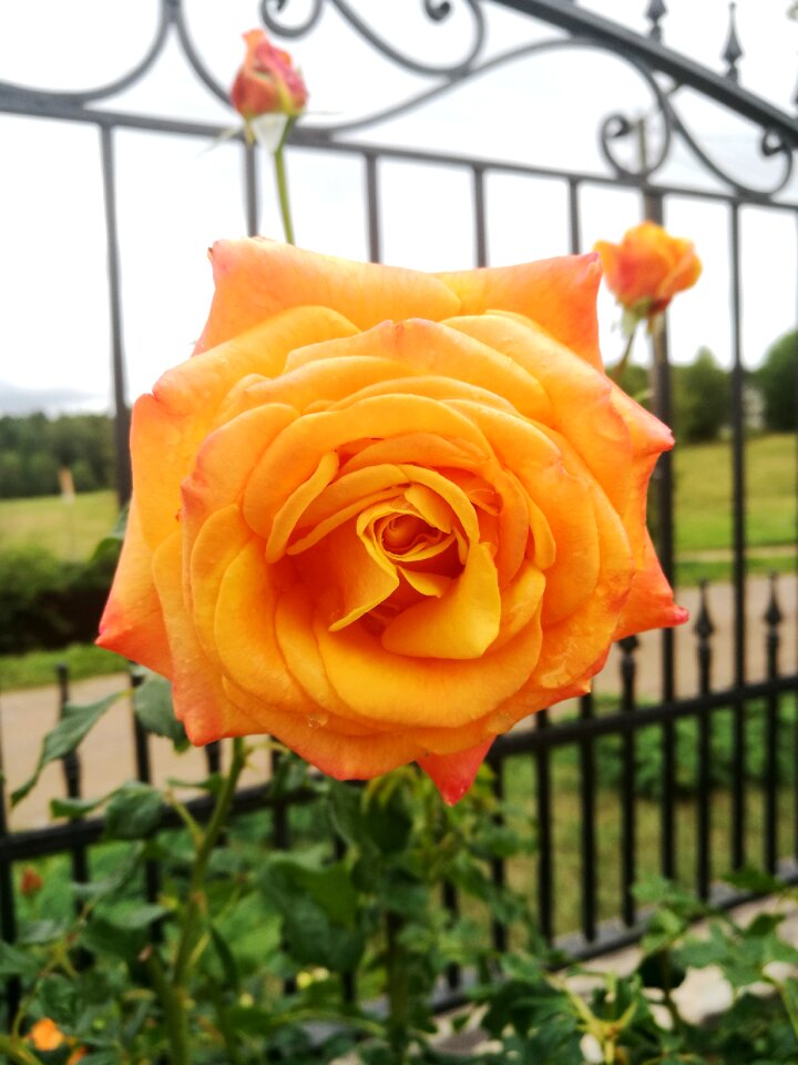 Bloom orange colorful