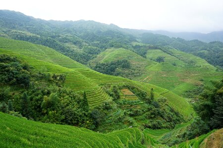 Vegetation green