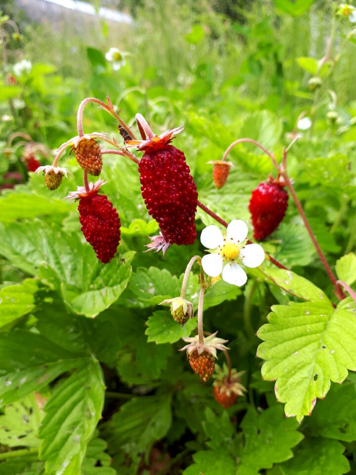 Summer nutrition vitamins