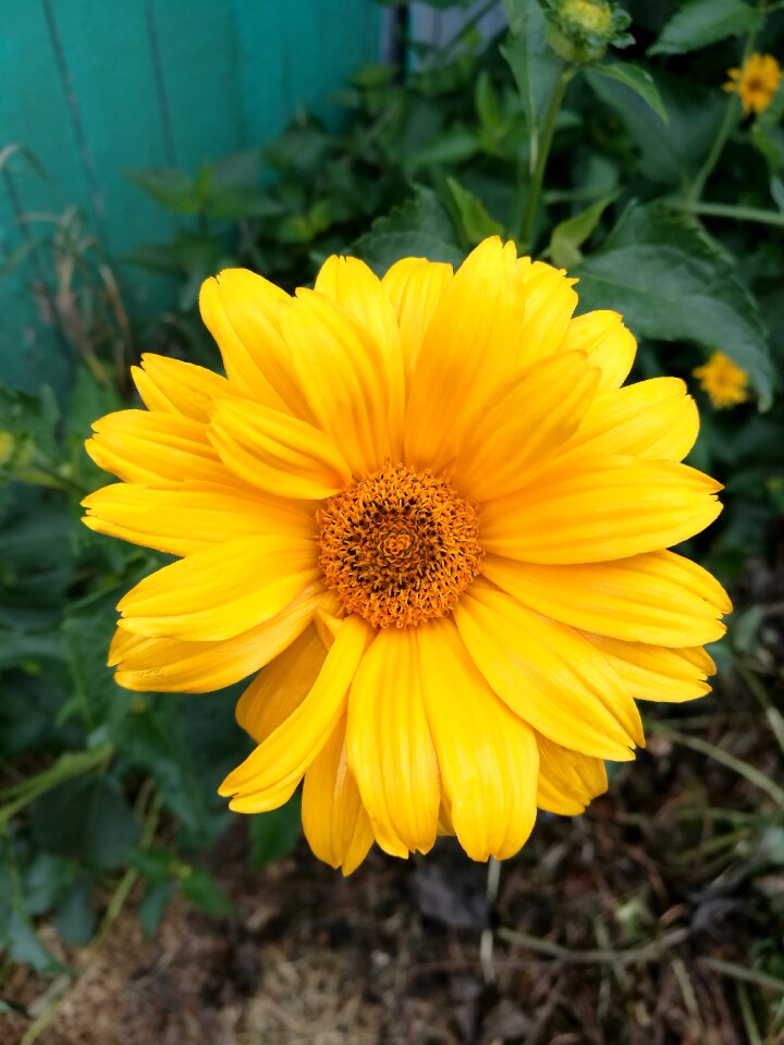 Bloom colorful garden