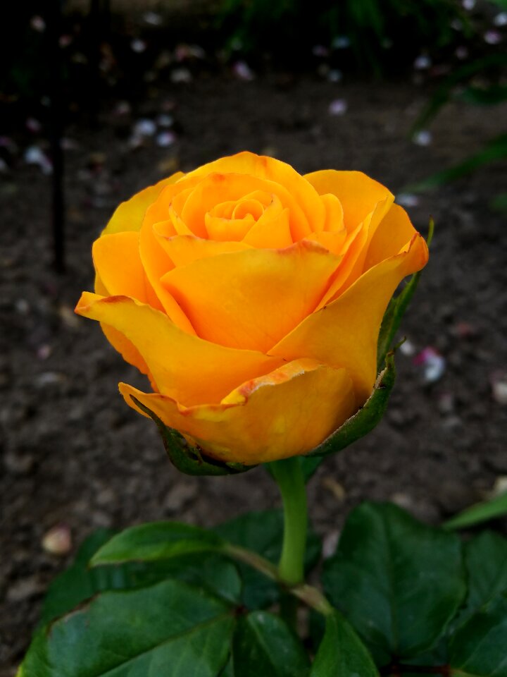 Bloom colorful petals