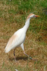 Bird fauna heron