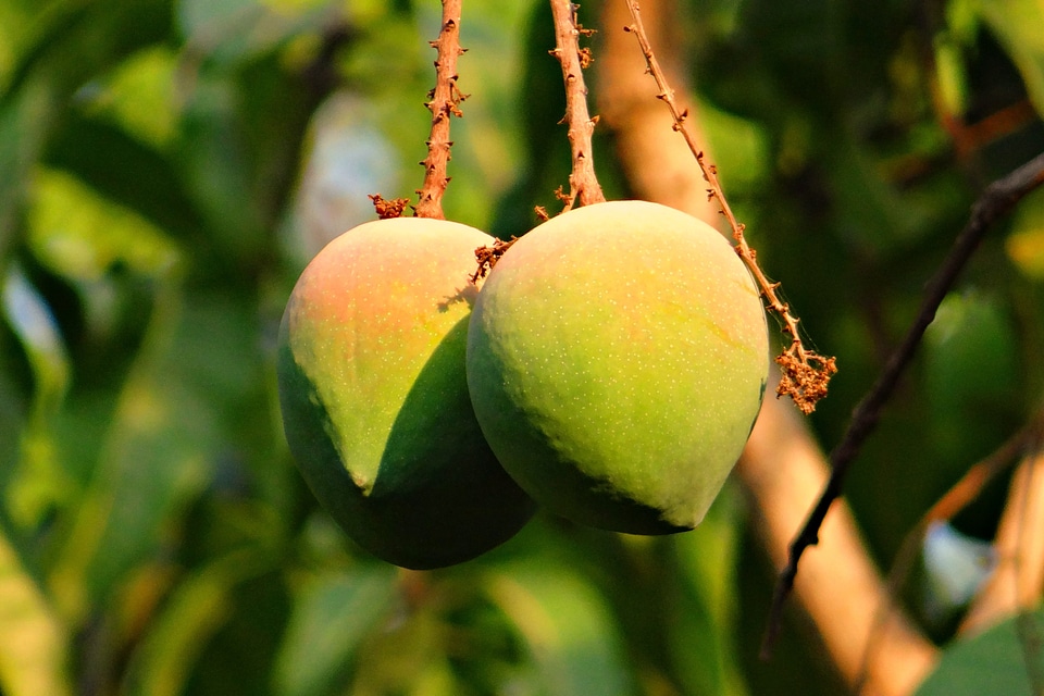 Attractive delicious india