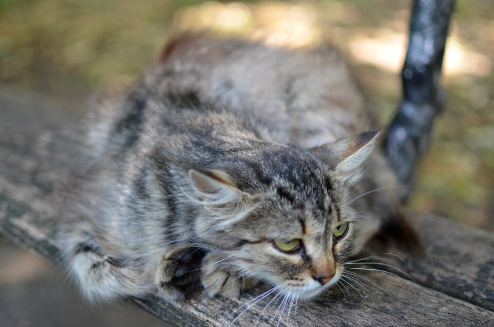 Cat gray cat animals