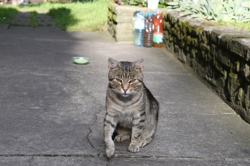 House kitten feline photo