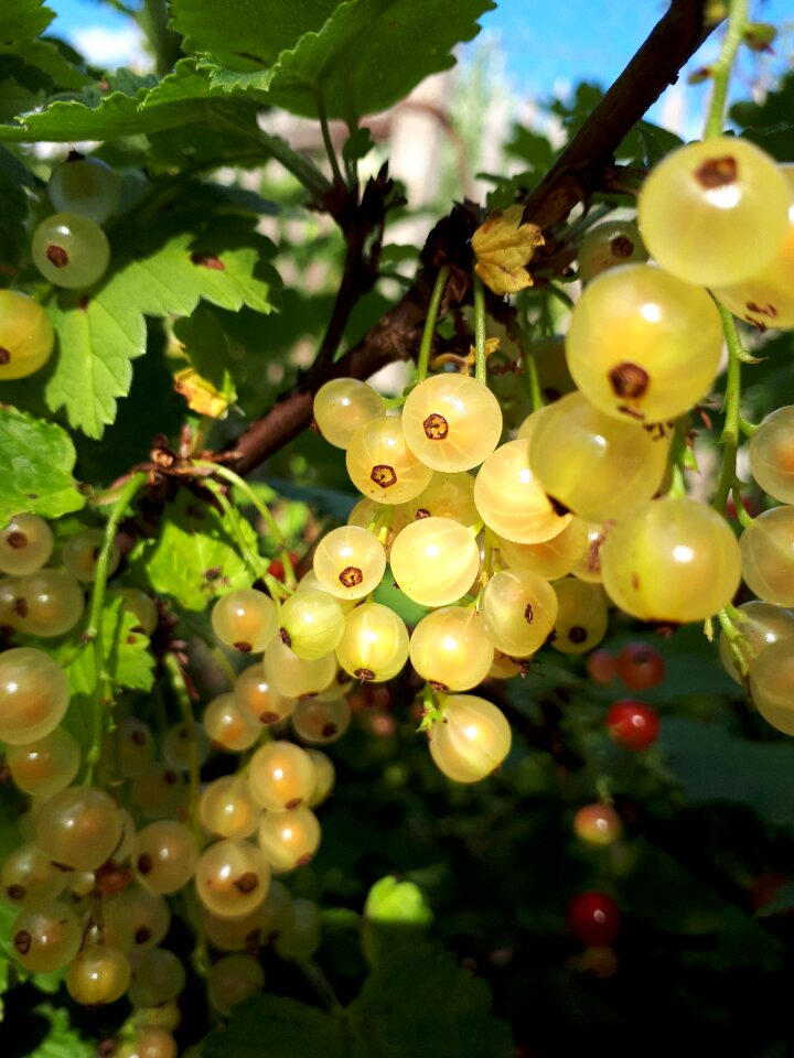 Berry garden nutrition