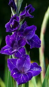 Gladiolus blue-purple light