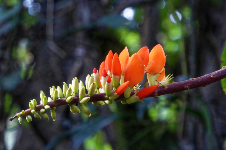 Flower travel nature