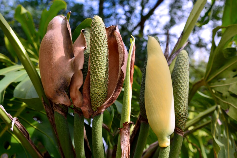 Window sheet nature fruits