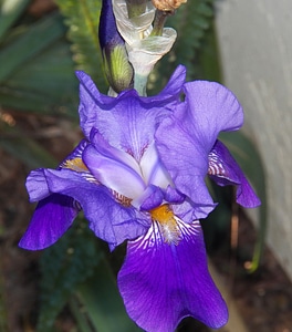 Plant natural blossom