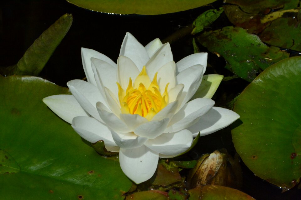 Water plant flower flora