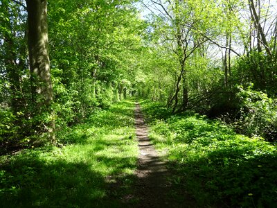 Green trees leaves