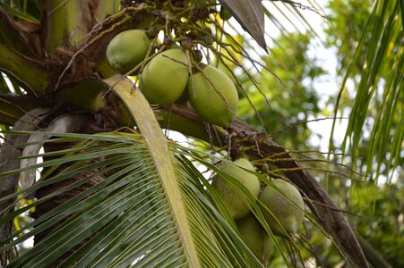 Trees of comilla bangladesh