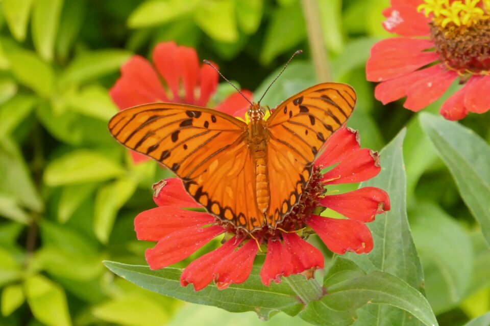 Butterfly flora nature botanical