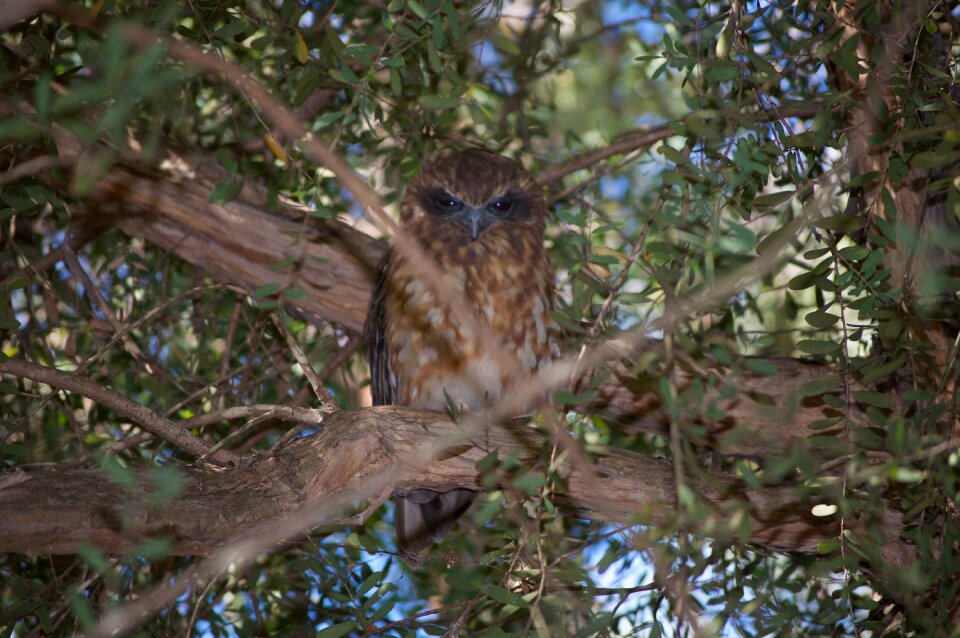 Western australia owl feathers