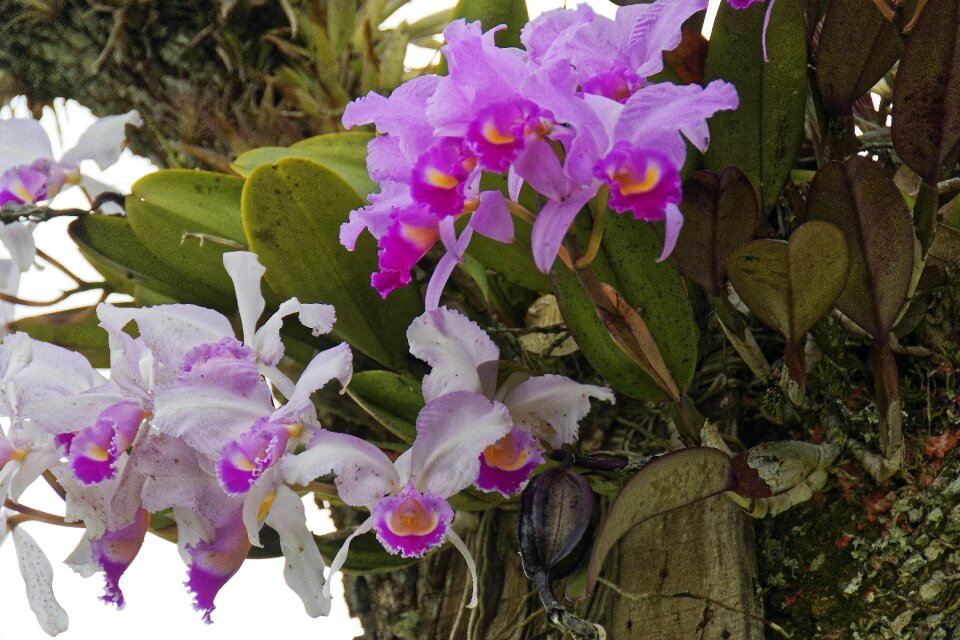 Flower blossom travel nature