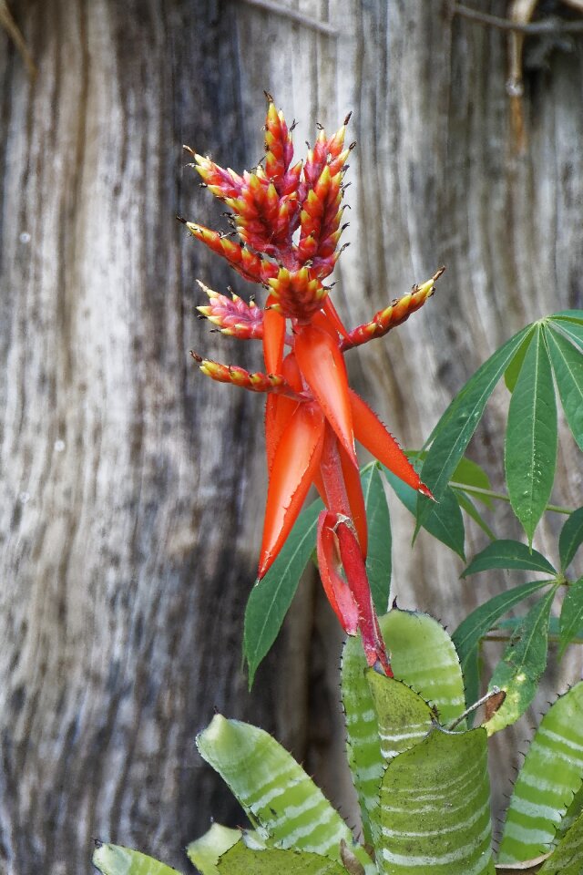Flower travel nature