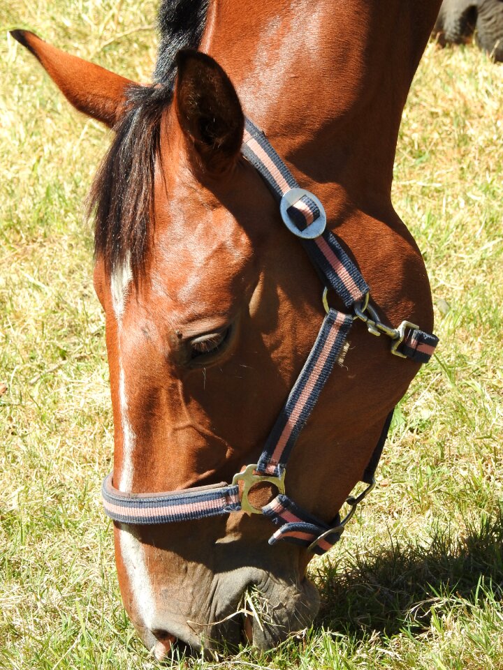 Harness horse stallion