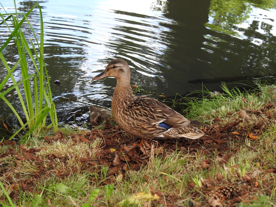 The brook bird water