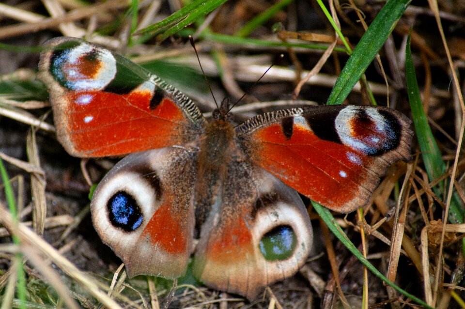 Close up insect flight insect