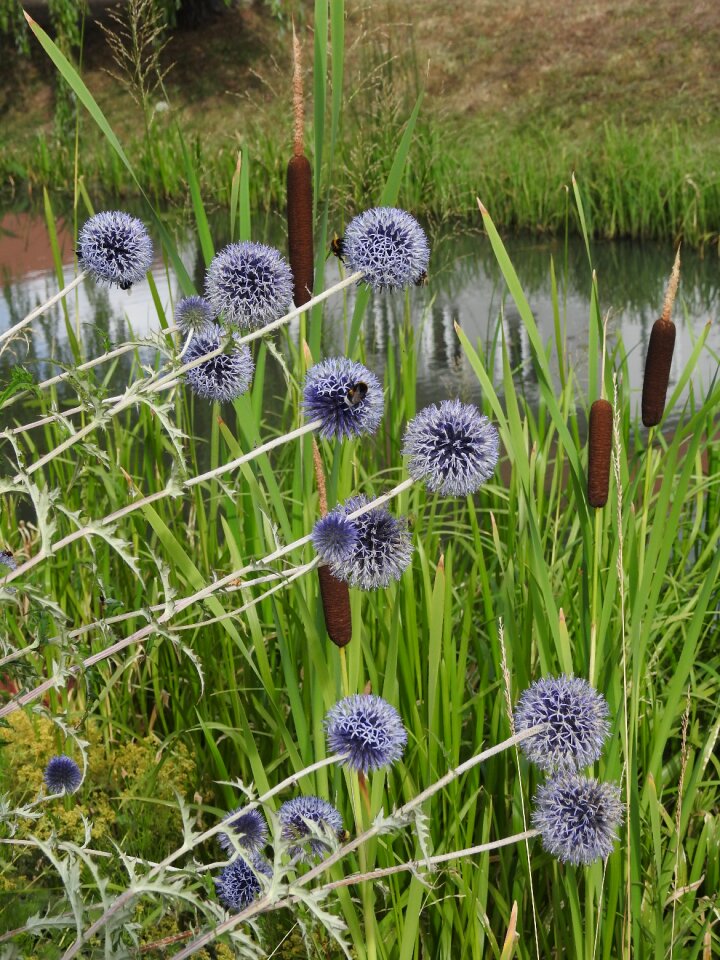 Thistle flower summer
