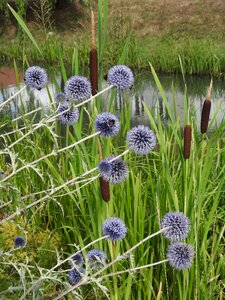 Thistle flower summer