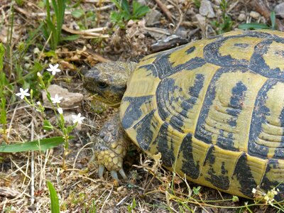 Montsant natural park protected species turtle