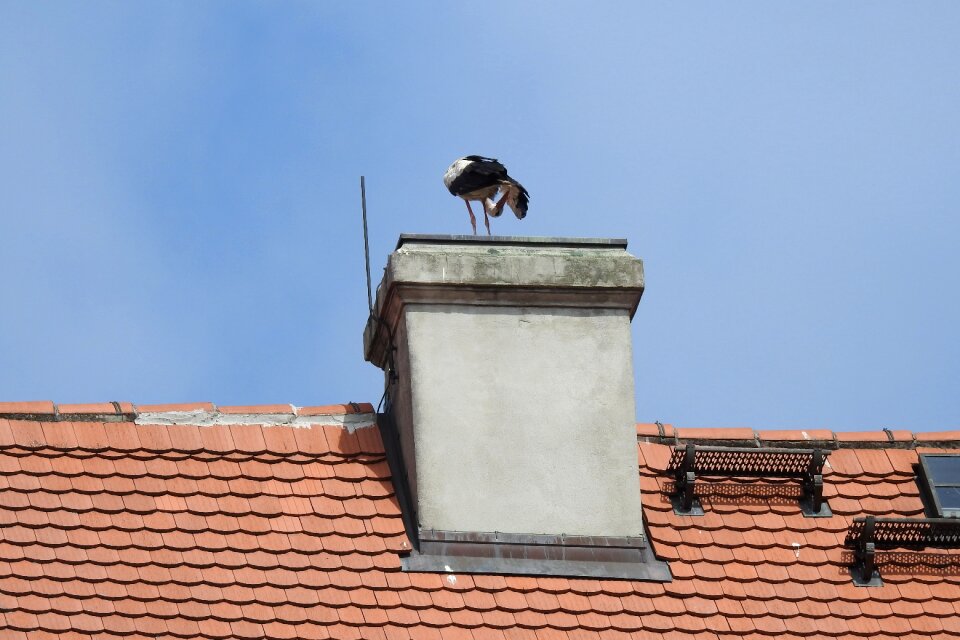 Stork in the nest summer sky
