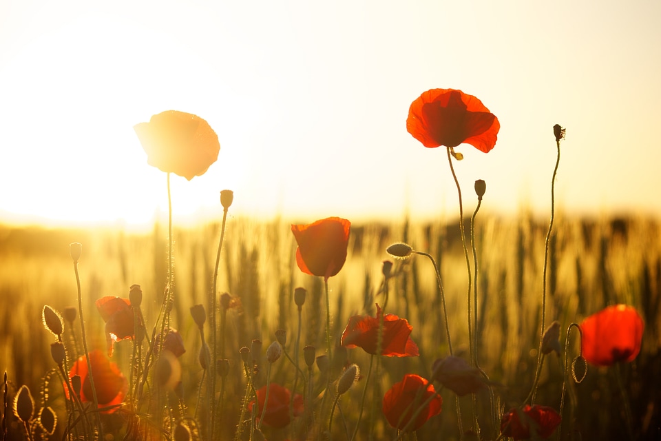 Flowers field summer
