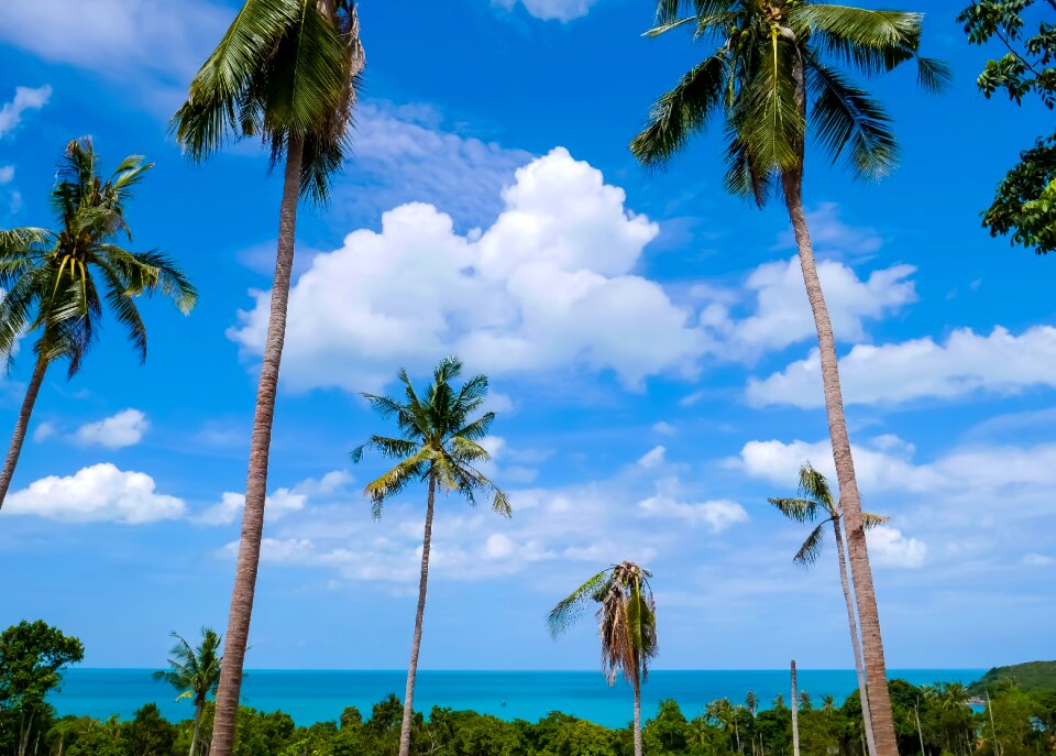 Trees clouds blue sky
