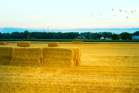 Field agriculture landscape