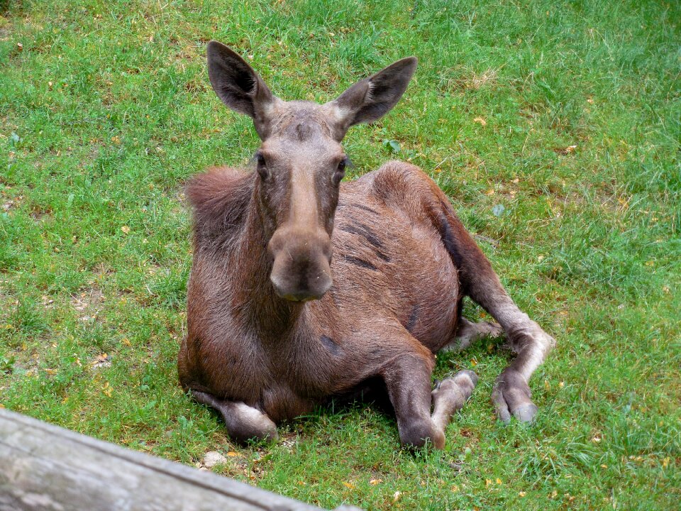 Grass zoo rest