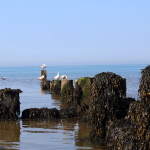 Seagull algae