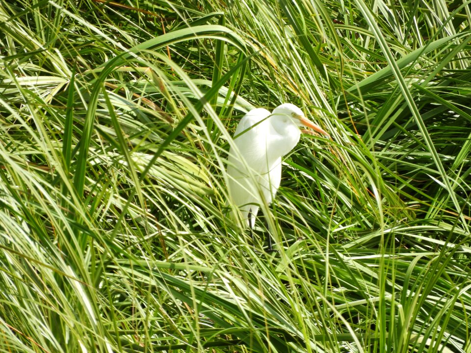 Grass white