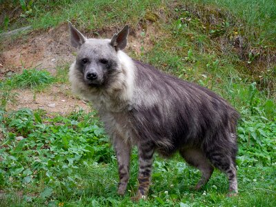 Hyena zoo animal