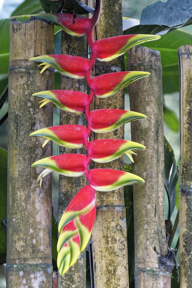 Flower travel nature