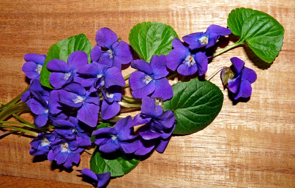 Garden fragrant plants